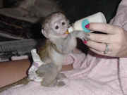 Adorable baby capuchin for a loving home, 