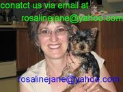 Free Yorkshire Terrier Puppies