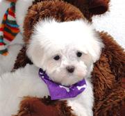 playful maltese puppies for adoption