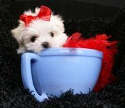 free t-cup maltese  puppies for adoption      