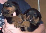 Adorable Rottweiler Puppies For Free Adoption