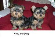 Tea cup Yorkie puppies ready for their new home